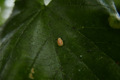Harmonia axyridis