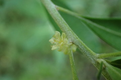 Clutia hirsuta