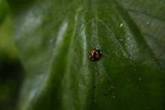 Harmonia axyridis