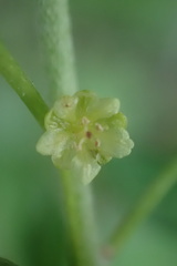 Clutia hirsuta