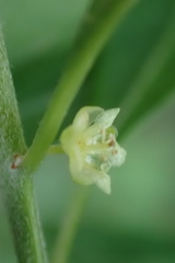 Clutia hirsuta