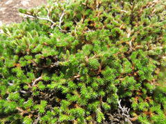 Selaginella caffrorum