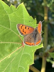 Lycaena phlaeas