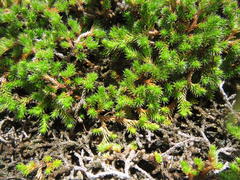 Selaginella caffrorum