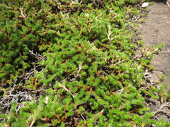 Selaginella caffrorum