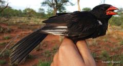 Bubalornis niger niger