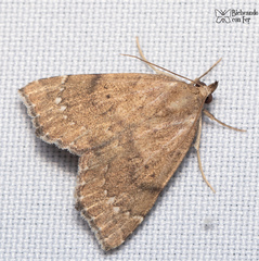 Focillidia texana