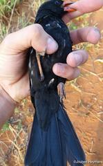 Bubalornis niger niger