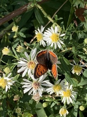Lycaena phlaeas