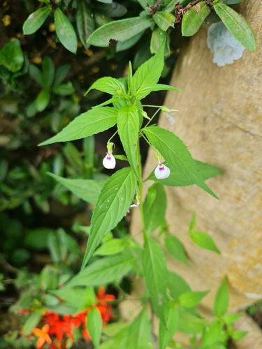 Image of Pombalia attenuata by (c) Anthony Batista, some rights reserved (CC BY)