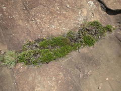 Selaginella caffrorum