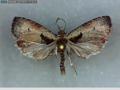 Olethreutes punctanum