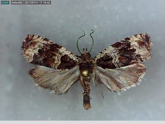 Olethreutes versicolorana