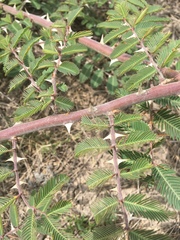 Mimosa asperata