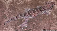 Chondrodactylus turneri