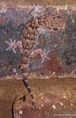 Chondrodactylus turneri