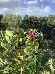Rhus glabra