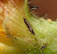Thripidae
