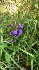 Lobelia siphilitica