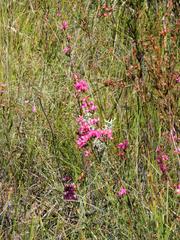Erica daphniflora daphniflora