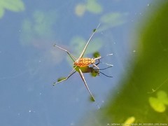 Trepobates pictus