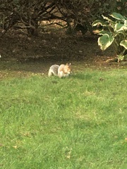 Sciurus carolinensis