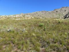 Erica daphniflora daphniflora
