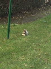 Sciurus carolinensis