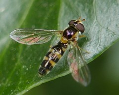 Meligramma triangulifera