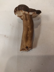 Lactarius kauffmanii