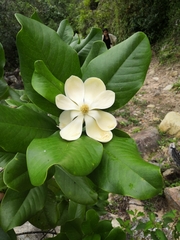 Magnolia pacifica, photograph Ana Nuño, CC0, iNaturalist via GBIF