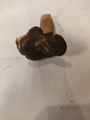 Lactarius kauffmanii