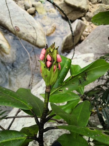 Magnolia pacifica, photograph 4