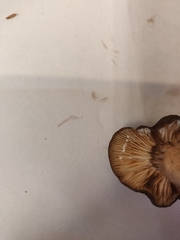 Lactarius kauffmanii