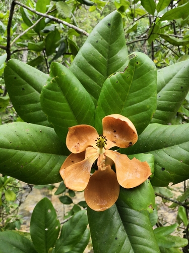 Magnolia pacifica, photograph 5