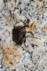 Mitoplinthus caliginosus