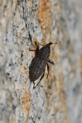 Mitoplinthus caliginosus