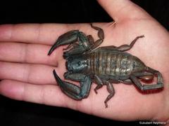 Hadogenes troglodytes