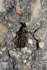 Mitoplinthus caliginosus