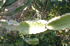 Euphorbia triangularis