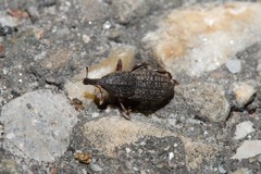 Mitoplinthus caliginosus