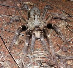 Ceratogyrus darlingi