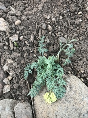 Lomatium austiniae