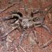 Rear Horned Baboon Spider - Photo (c) Joubert Heymans, some rights reserved (CC BY-NC-ND), uploaded by Joubert Heymans