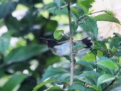 Myzomela jugularis