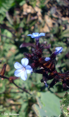 Plumbago caerulea