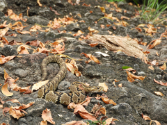 Crotalus mictlantecuhtli