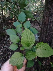 Neviusia alabamensis