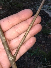 Neviusia alabamensis