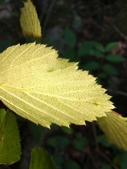 Neviusia alabamensis